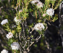 Agathosma gonaquensis, photograph (c) Andrew Gillespie, some rights reserved (CC BY)