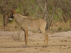 Hippotragus equinus koba