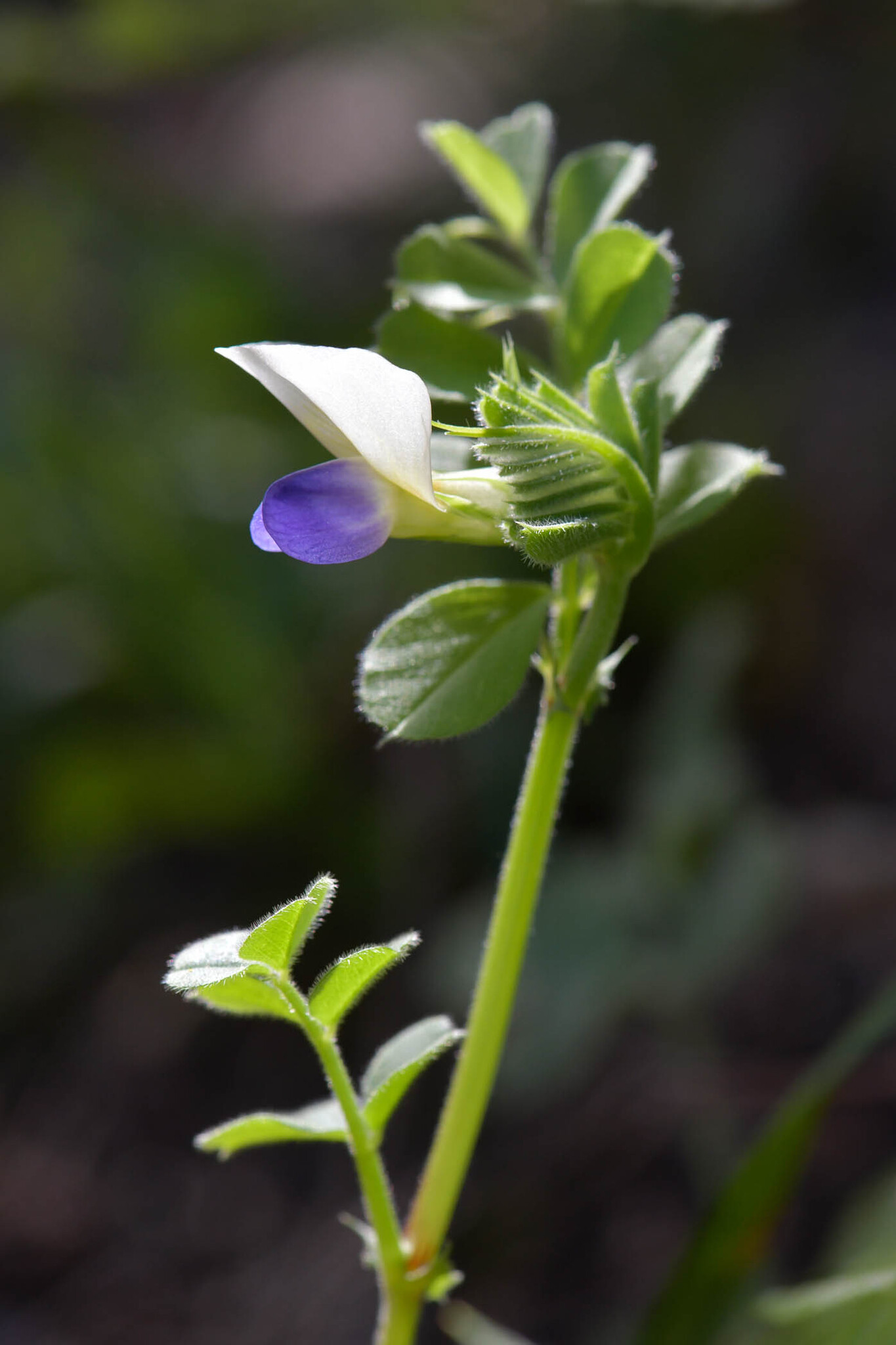 Hairy vetch
