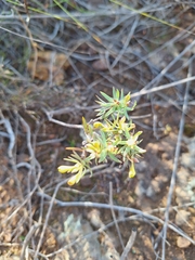 Gnidia juniperifolia, photograph (c) Adele SL, some rights reserved (CC BY)