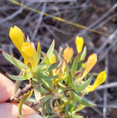 Gnidia juniperifolia, photograph (c) Adele SL, some rights reserved (CC BY)