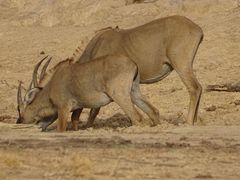 Hippotragus equinus koba