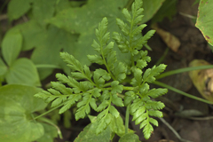 Sceptridium robustum