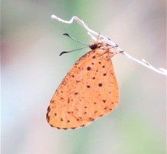 Pentila tropicalis