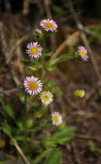 Erigeron nivalis