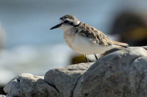 iNaturalist image