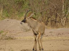 Hippotragus equinus koba
