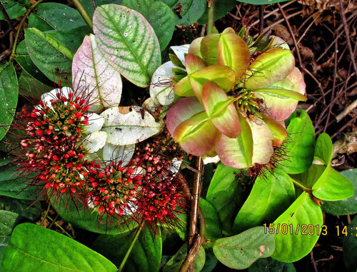 Combretum racemosum (Combretum racemosum)