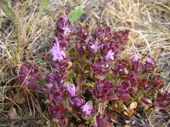 Thymus subarcticus