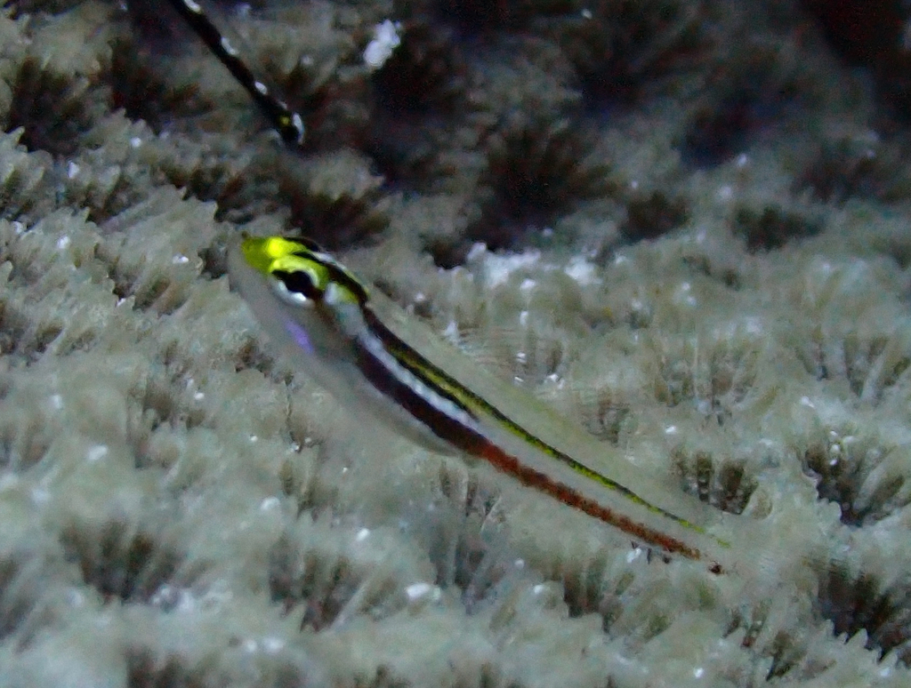 Miki's pygmy goby (Eviota mikiae) — Gobiidae