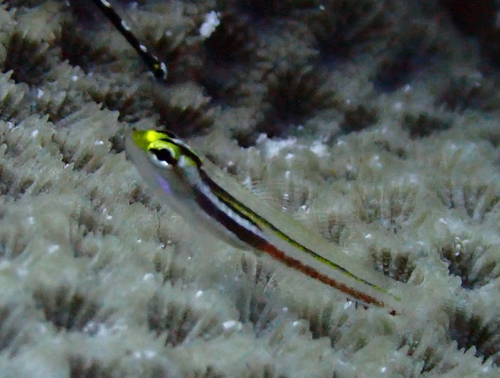 Mikis dwerggrondel (Eviota mikiae) — Gobiidae