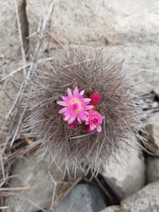 Eriosyce nigrihorrida