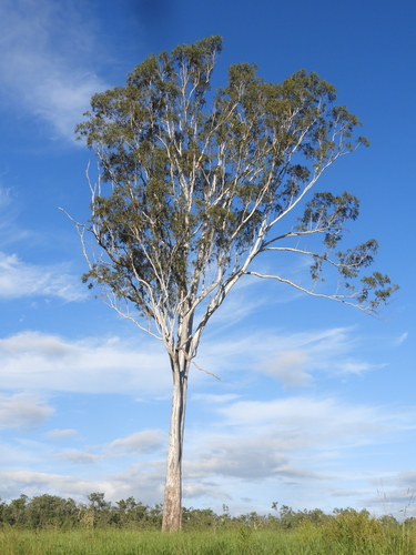 Forest red gum