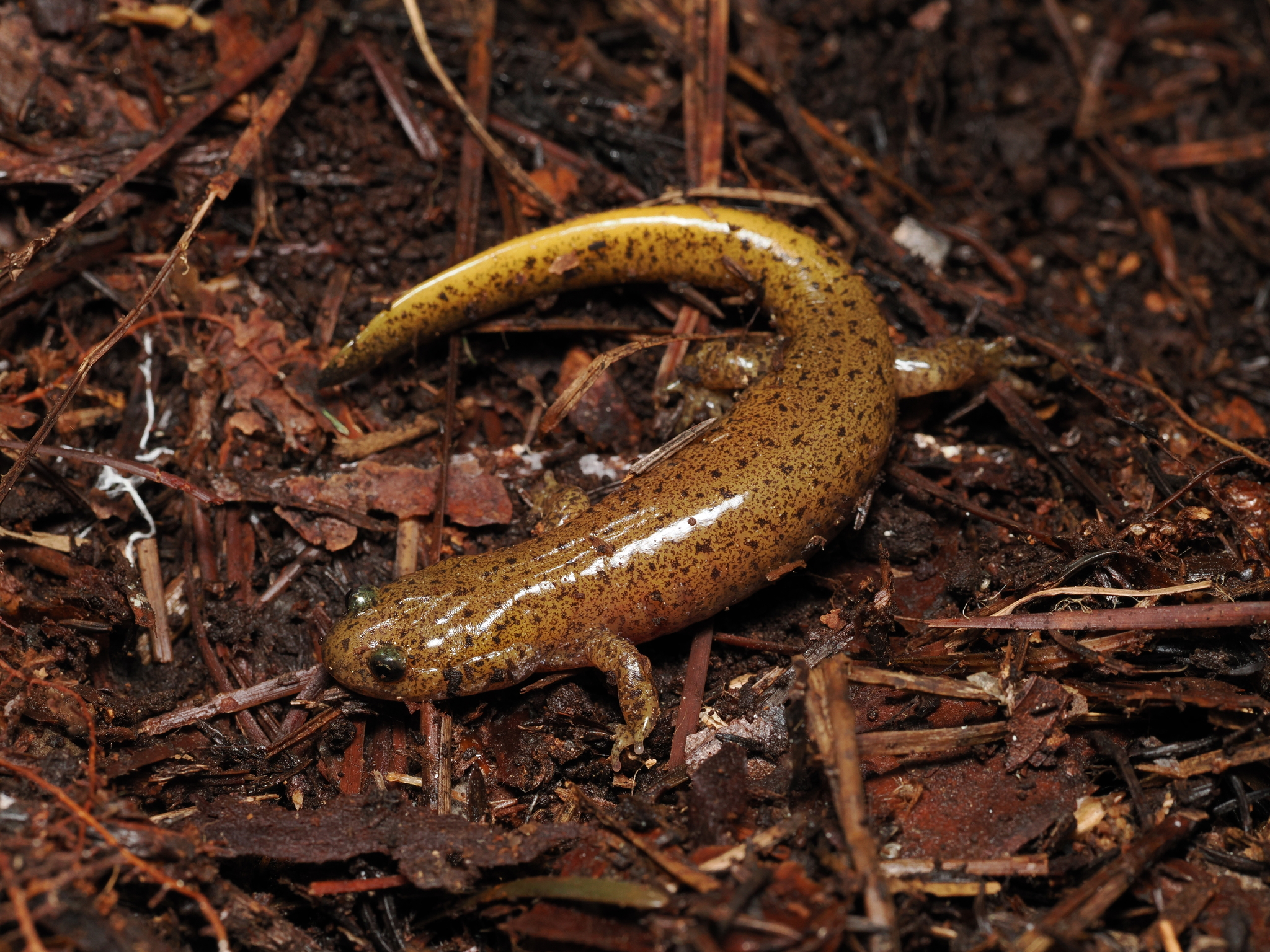 Tsushima Salamander photo 8