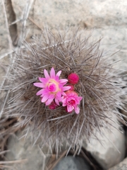 Eriosyce nigrihorrida