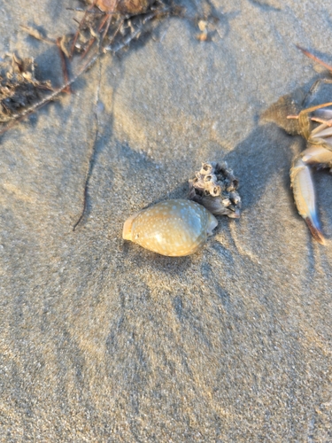 Naria miliaris