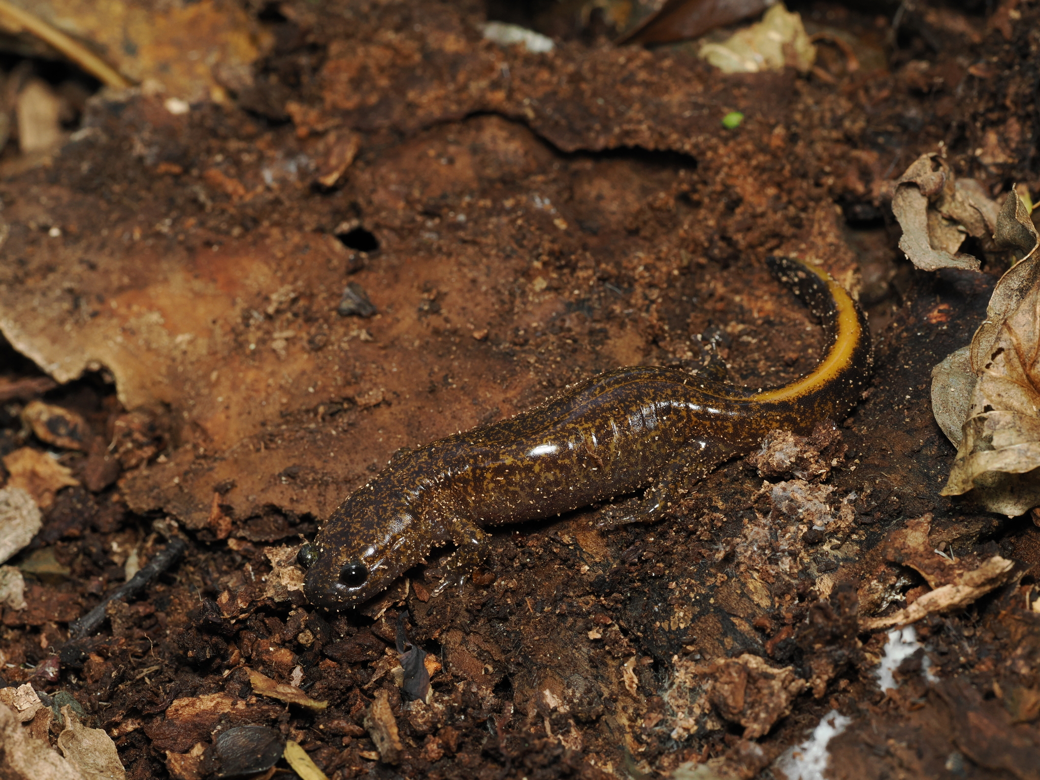 Tsushima Salamander photo 7