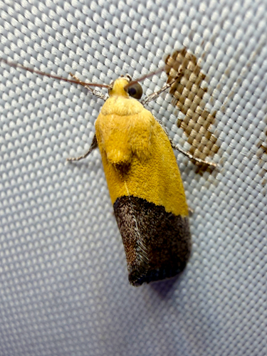 Half-yellow Moth photo 3