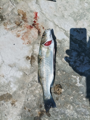 Dicentrarchus labrax