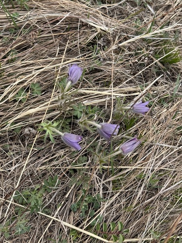 Pulsatilla chinensis (Pulsatilla chinensis)