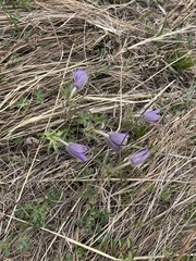 Pulsatilla chinensis, photograph (c) Jane Charlen, some rights reserved (CC BY)