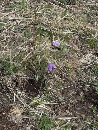 Pulsatilla chinensis, photograph 4