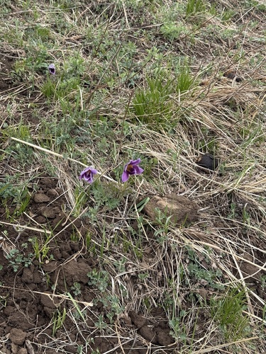 Pulsatilla chinensis, photograph 5