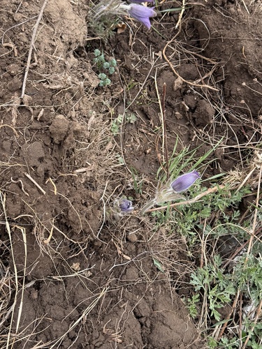 Pulsatilla chinensis, photograph 6