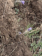 Pulsatilla chinensis, photograph (c) Jane Charlen, some rights reserved (CC BY)
