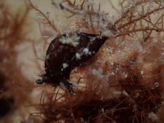 Plocamopherus