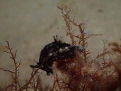 Plocamopherus