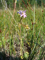 Primula finmarchica