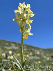 Orchis provincialis, photograph (c) Debora Barbato, some rights reserved (CC BY)