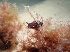 Plocamopherus