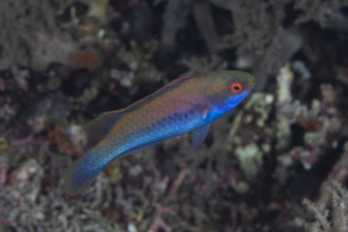 Redeye fairy wrasse (Cirrhilabrus solorensis) — Labridae — 3