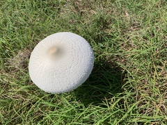 Macrolepiota dolichaula
