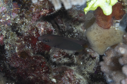 Pseudochromis marshallensis observed 2026-04-29