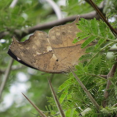 Protogoniomorpha anacardii