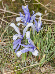 Iris tenuifolia