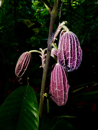 Thottea grandiflora observed 2026-05-03