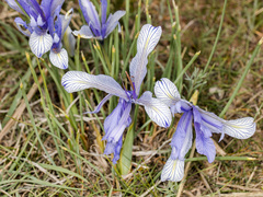Iris tenuifolia