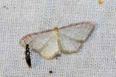 Idaea humiliata