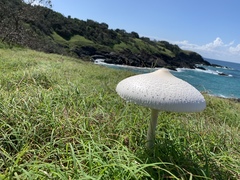 Macrolepiota dolichaula