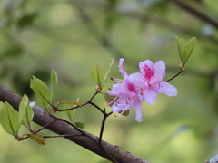 Rhododendron breviperulatum