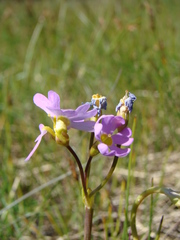 Primula finmarchica