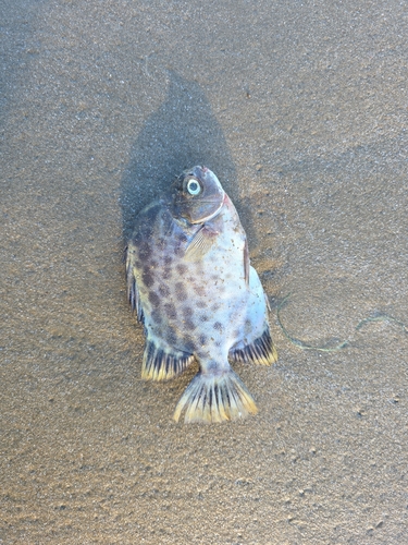 Scatophagus argus