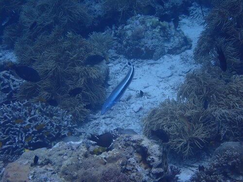 Malacanthus latovittatus