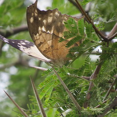 Protogoniomorpha anacardii
