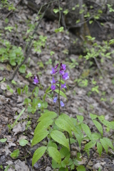 Lathyrus vernus