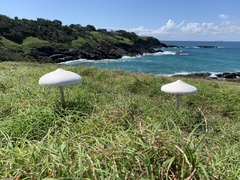 Macrolepiota dolichaula